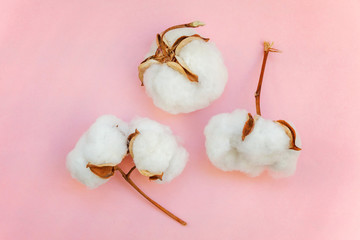 Beautiful white cotton flowers on pink pastel color paper flat lay background. Fabric cloth softness natural organic farm allergy concept