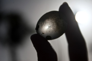 Bubble algae found on a caribbean beach