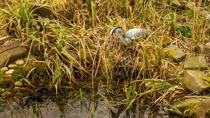 Heron model at the edge of a little garden pond.