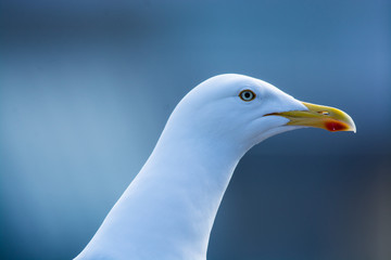 European Herring Gull