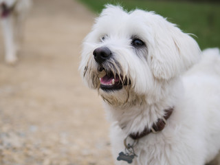 Walking the dog #dog#walk#animal#niceday#happy#white#sunny#portrait#bokeh#pet#lumix#mft#g9#25mm#friends#remerschen#luxembourg#dogshoot