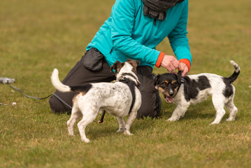 Woman deals with dogs outside in nature - two Jack Russell Terriers 10 and 2 years old