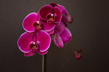 Pink orchid on a black background