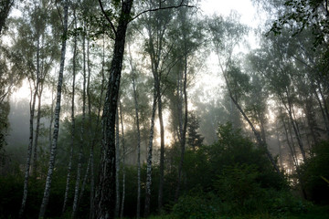 Obraz premium Fog early in the morning in the summer forest