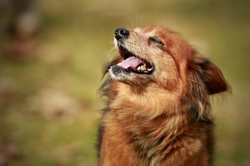 Happy cute street dog (mix breed) sitting in a park on a warm sunny day with his eyes shut, making a funny face, smiling, tongue out, brown and reddish fur, blurry background, copy space