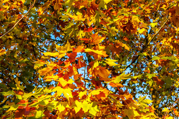 autumn leaves maple against the blue sky.
