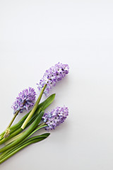 hyacinth with leaves and stems on white background