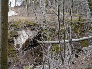 Entwurzelter Baum im Stubnitzwald auf Rügen