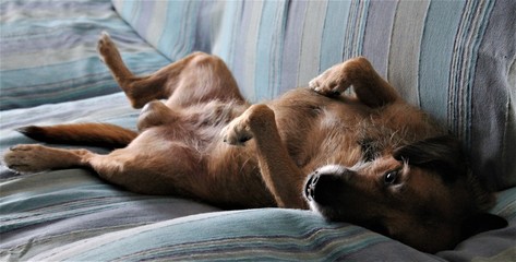 dog relaxes in the sofa