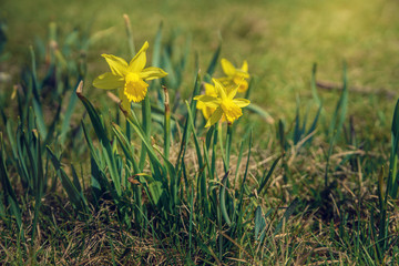 Blooming in the grass the daffodils in the spring.