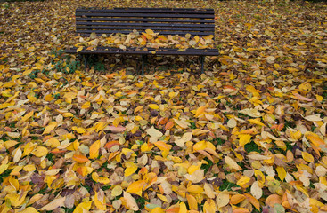 Leaf covered bench in autumn
