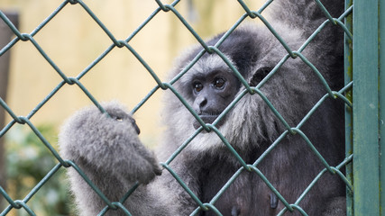 Monkey in zoo