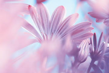Dreamy floral background
