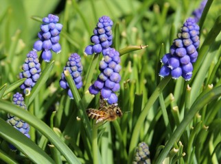 A busy bee working on muscari flowers