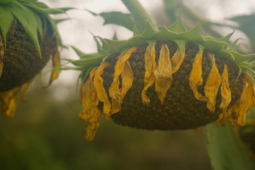 Foggy Sunflower Head