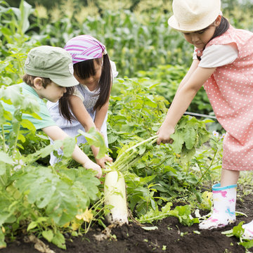 大根を抜く子供たち