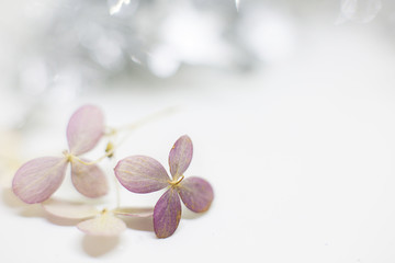 A gentle dry  pink hydrangea flowers on a white sand background with sparkles, glitter  and  shimmer