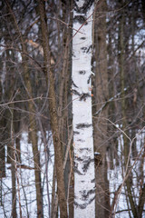 A lonely birch tree in the middle of a forest in Canada
