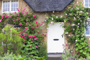 White wooden doors in Cotswold charming stone cottage with pink and red roses climbing the wall .