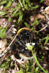 The bumblebees are a genus belonging to the real bees of state-forming insects.

