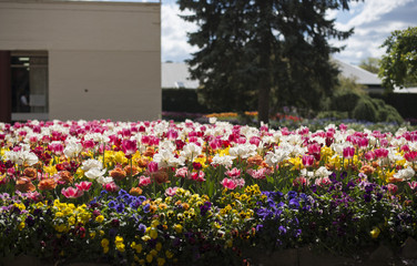 Tulip festival in Australia during blooming season