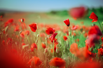Fototapeta premium Field of bright red poppy flowers in summer