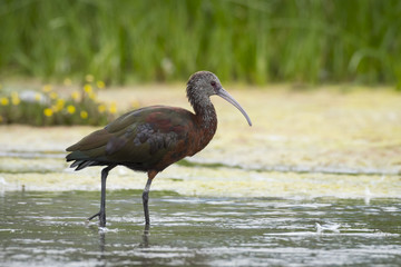 White-faced Ibis