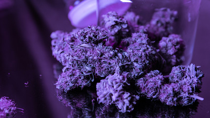 Strains of buds marijuana in the world. Purple Haze strain CBD THC 