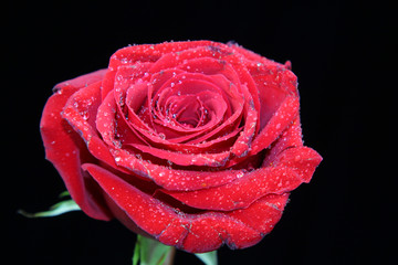 A red Rose