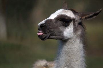 Obraz premium Lama