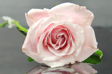 A pink Rose