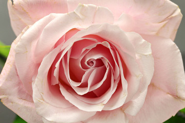 Fototapeta na wymiar A pink Rose