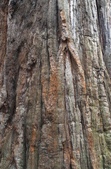 Close up of a tree trunk showing detail