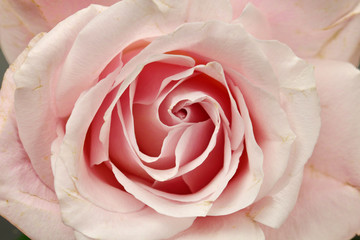 Fototapeta na wymiar A pink Rose
