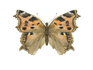 Watercolor butterflу on white background isolated
