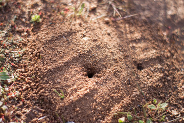 anthill on the road