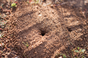 anthill on the road