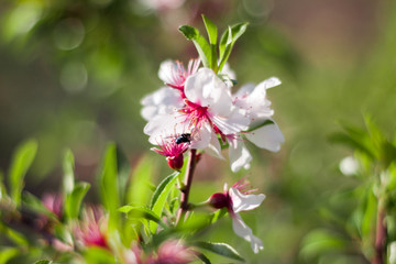 White flower with fly