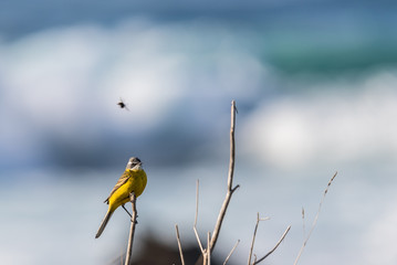 small and funny bird called yelow wagtail