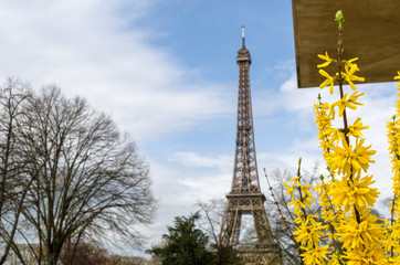 Forsythia in spring as the Eiffel Tower looms in the background. Paris, France.