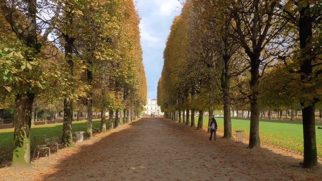 Walking along the promenade in Luxembourg Gardens. Autumn scene with high yellow wayside trees and foliage on the ground. Paris, France