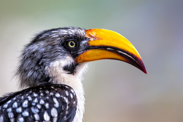 Eastern yellow-billed hornbill portrait in Samburu National Park in Kenya