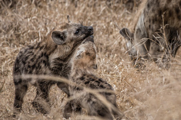 Spotted Hyenas