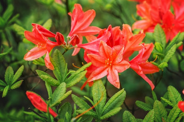 Blooming Azalea in the spring Park.