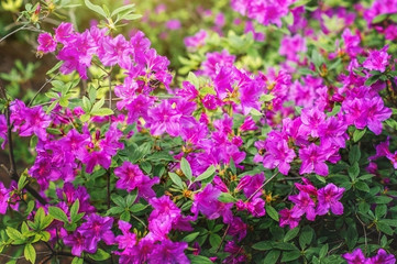 Blooming Azalea in the spring Park.