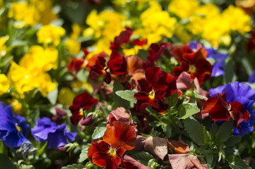 Tulip festival in Australia during blooming season