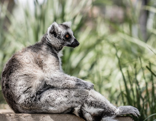 Naklejka na ściany i meble Ring-tailed Lemur