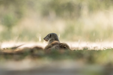 Banded Mongoose