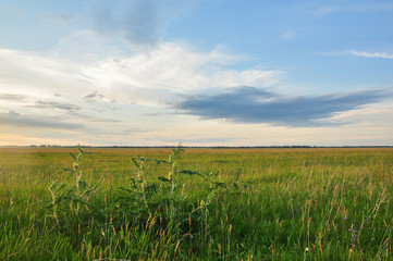 Landscape of Siberian steppe field full of green grass. Altai, Russia