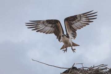 osprey